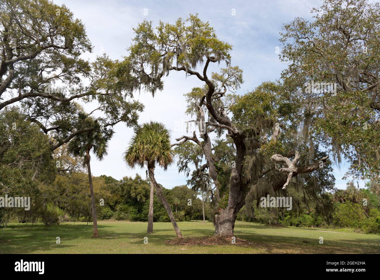 Alberi all'interno di Bull Island al largo della costa della Carolina del Sud vicino Charleston, USA Foto Stock