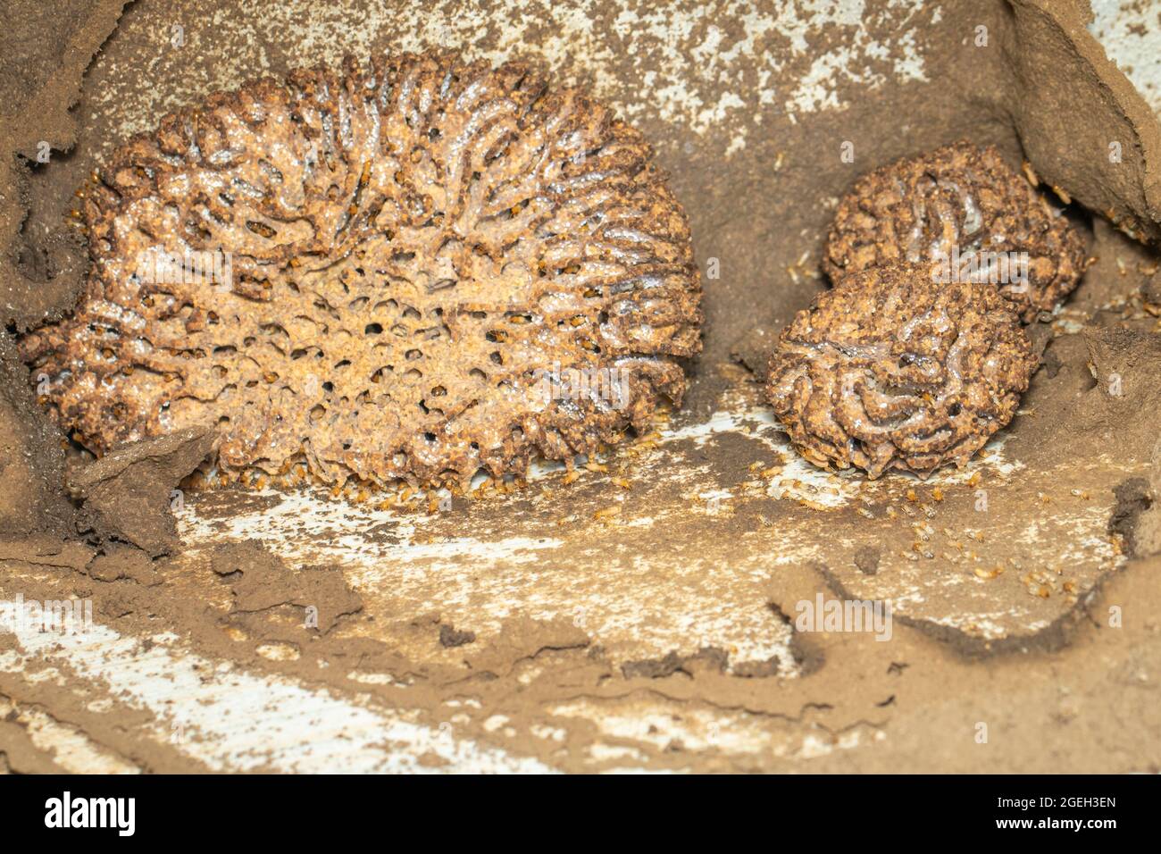 Immagine di nido di termite e piccoli termiti. Insetto. Animale. Foto Stock