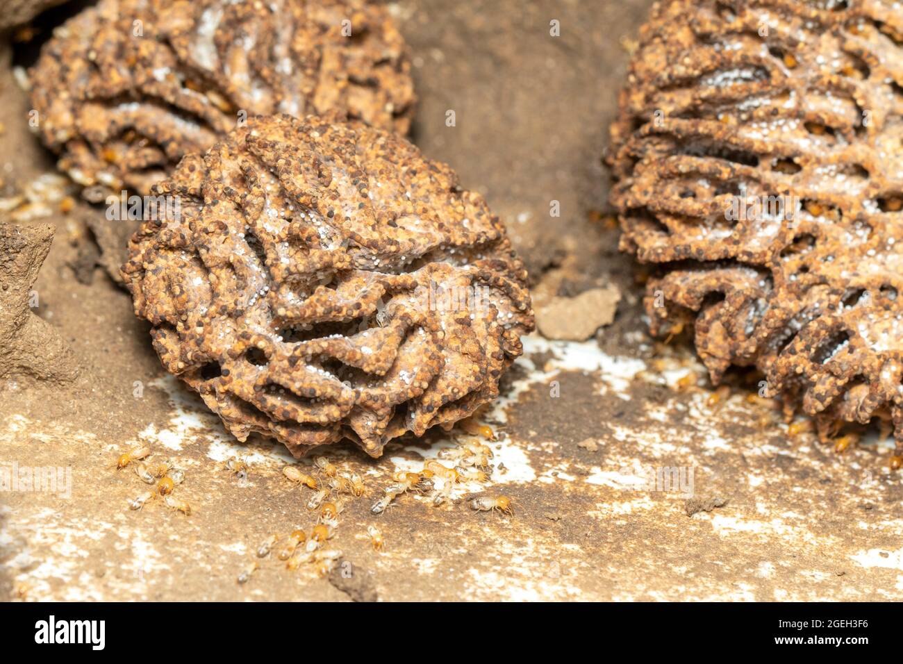 Immagine di nido di termite e piccoli termiti. Insetto. Animale. Foto Stock