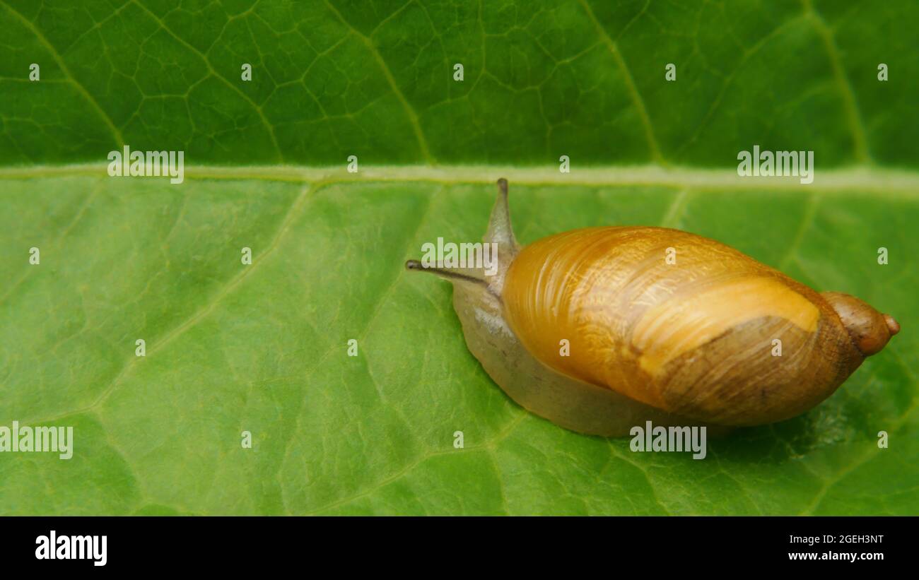 Primo piano di una lumaca di terra ambrata strisciante su una foglia di piante verdi nel giardino. Foto Stock