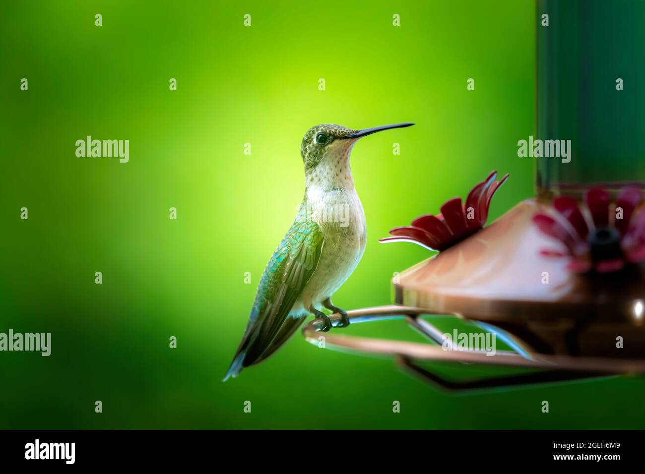 Bellissimo colibrì verde seduto su un alimentatore di colibrì Foto Stock