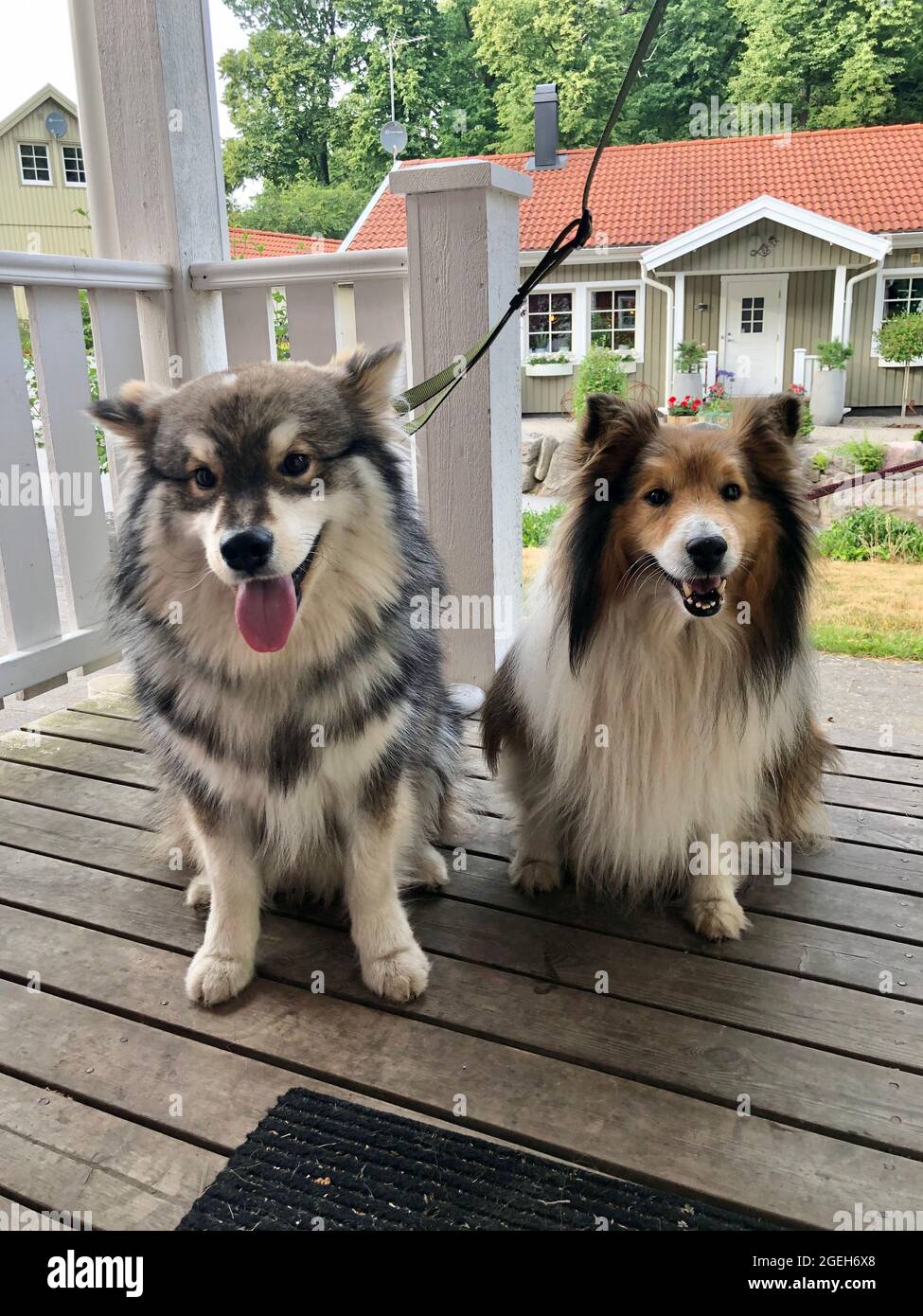 Ritratto di un giovane cane finlandese Lapphund e di un Sheltie o Shetland Sheepdog Foto Stock
