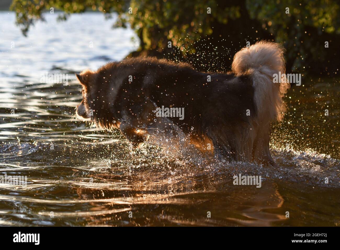 Ritratto di un giovane cane finlandese Lapphund che gioca in acqua in un lago Foto Stock