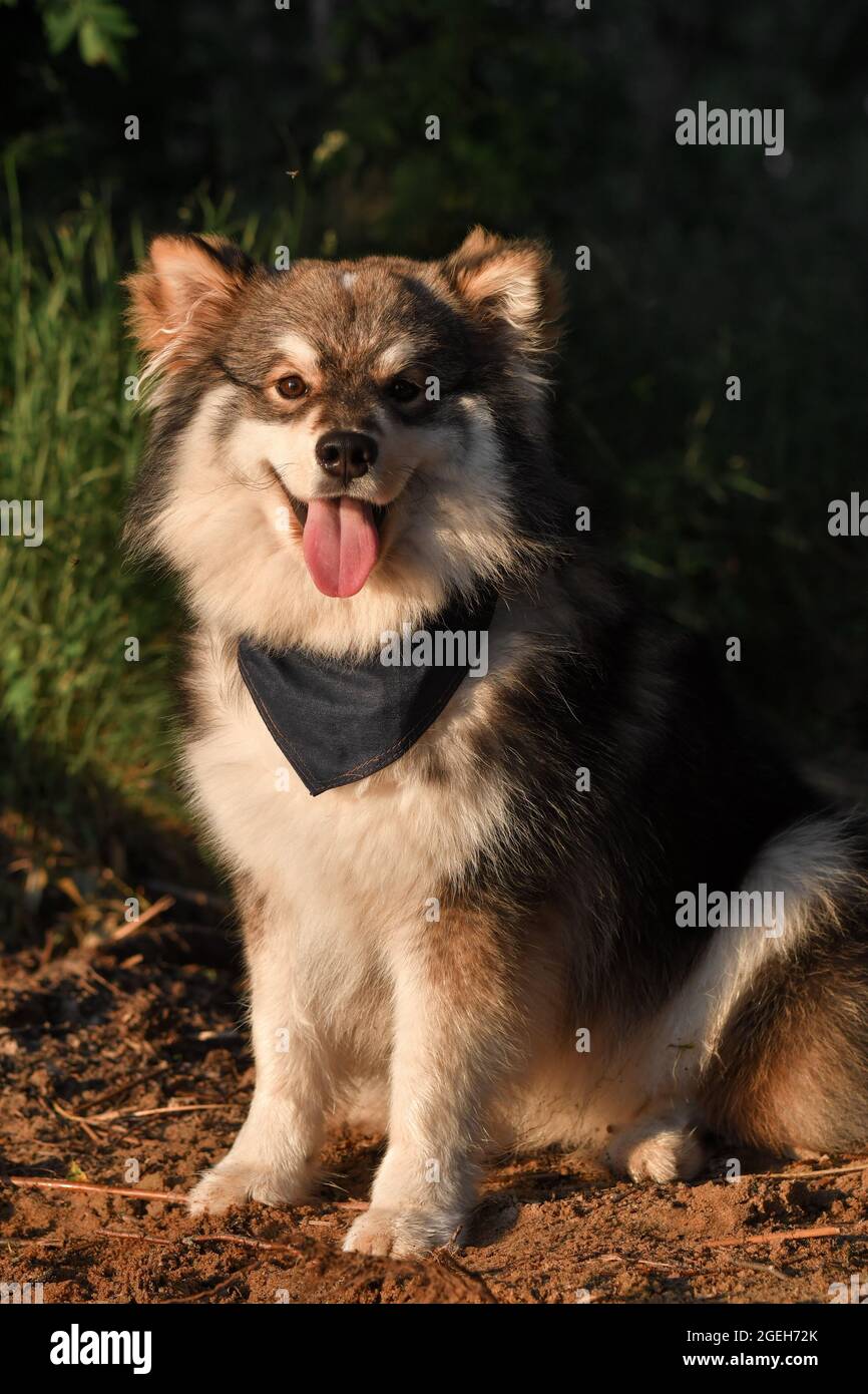 Ritratto di un giovane e felice cane finlandese Lapphund che indossa una bandana e seduto in natura durante il tramonto Foto Stock