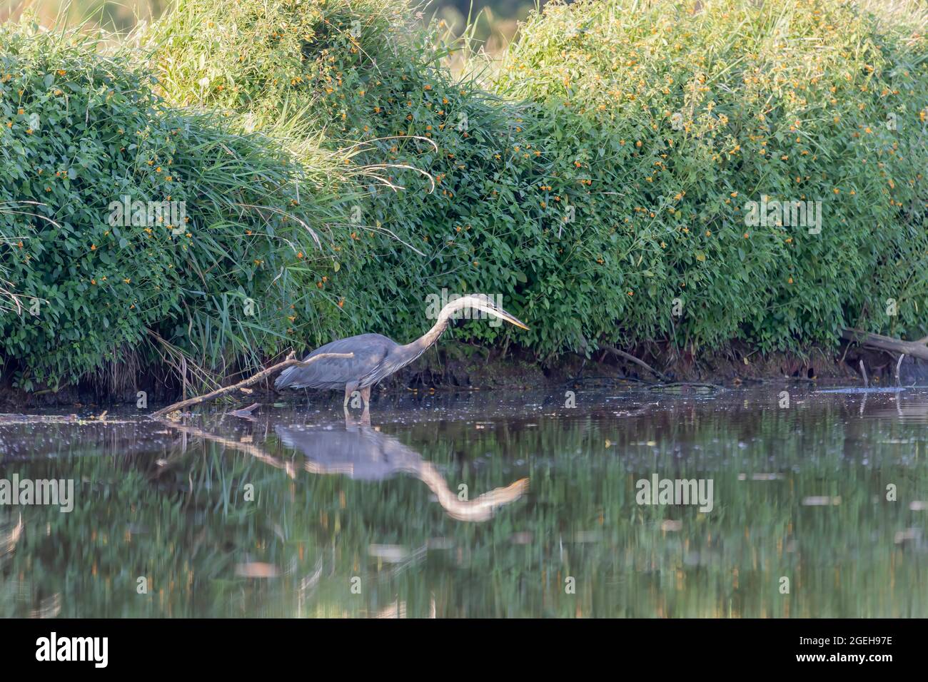 Grande Erone blu (Ardea herodias) è il più grande airone americano caccia piccoli pesci, insetti, roditori, rettili, piccoli mammiferi, ecc. Foto Stock