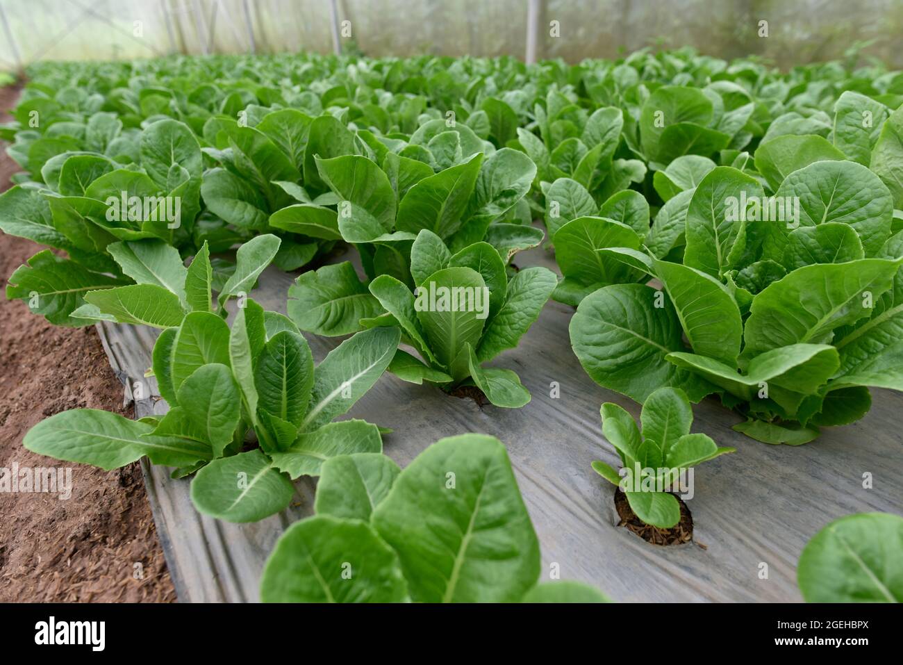 Ortaggi biologici. Lattuga di cotogne fresche in fattoria. Fresco biologico cotogne lattughe vegetali. Concetto agricoltura biologica raccolto in Thailandia, Sud e Foto Stock