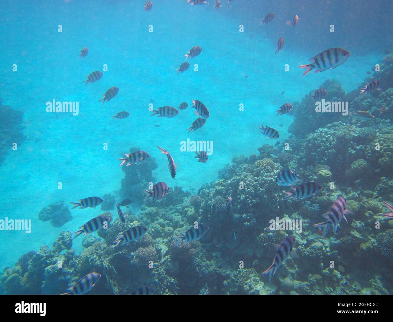 Fotografia subacquea delle barriere coralline del Mar Rosso nel Sinai del Sud Foto Stock