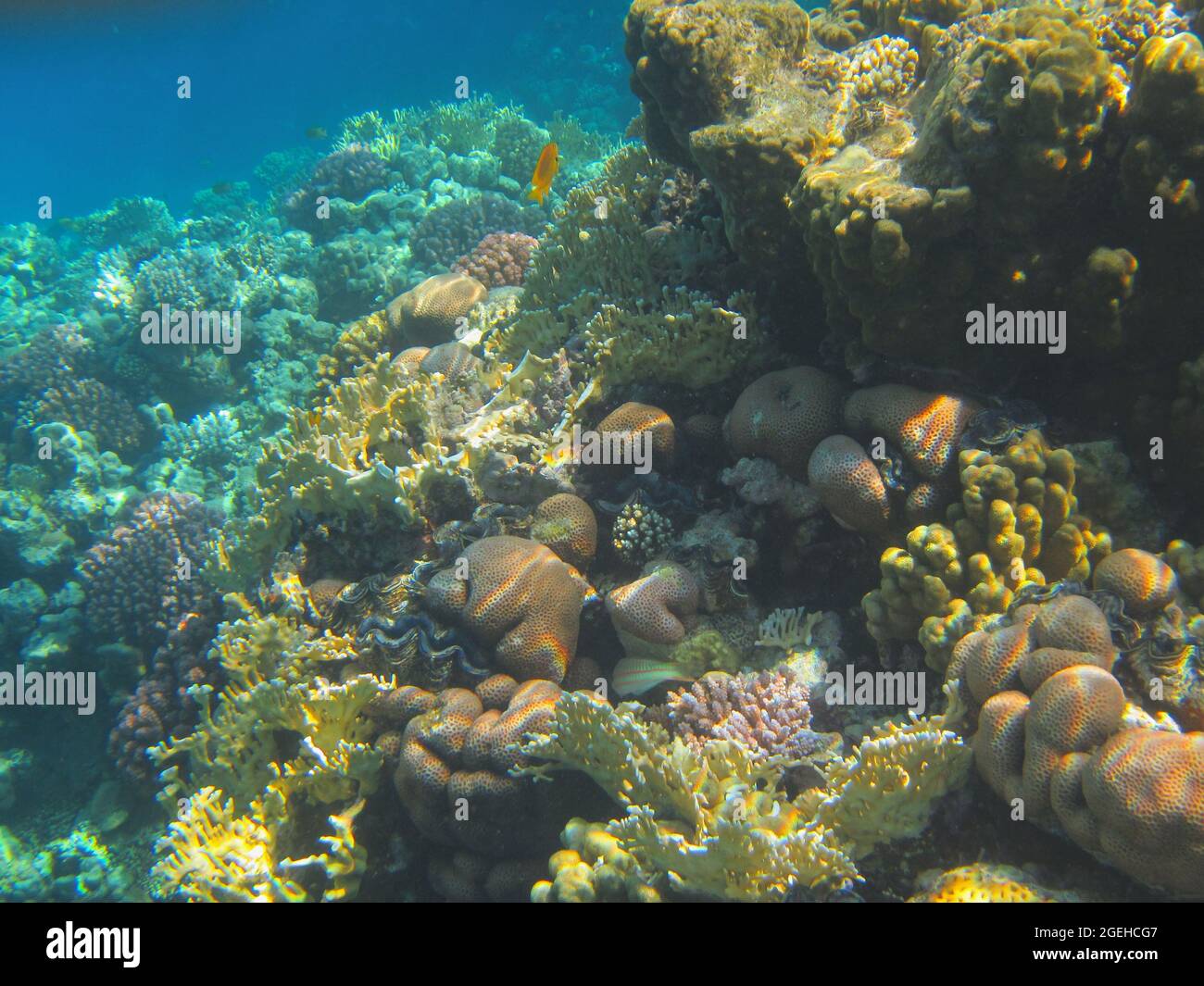 Fotografia subacquea delle barriere coralline del Mar Rosso nel Sinai del Sud Foto Stock