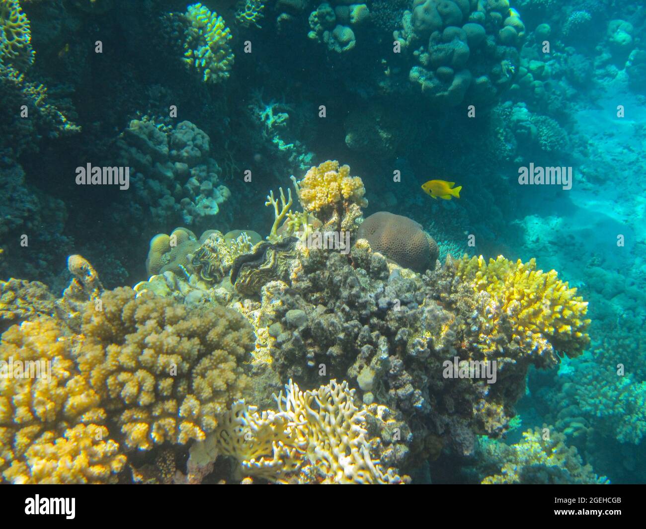Fotografia subacquea delle barriere coralline del Mar Rosso nel Sinai del Sud Foto Stock