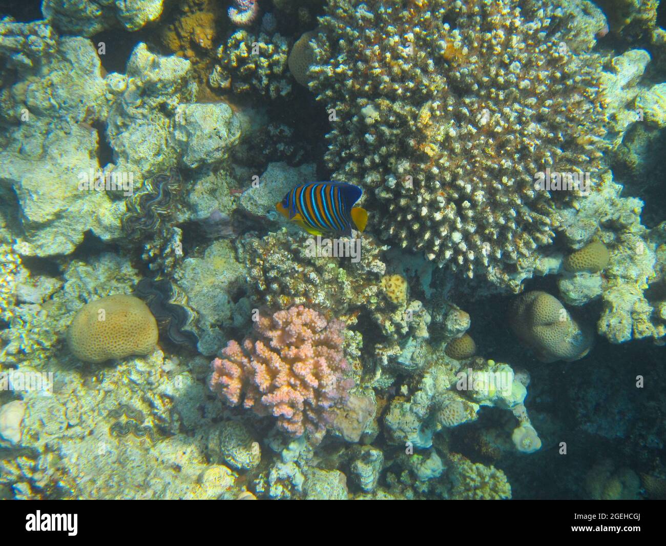 Fotografia subacquea delle barriere coralline del Mar Rosso nel Sinai del Sud Foto Stock