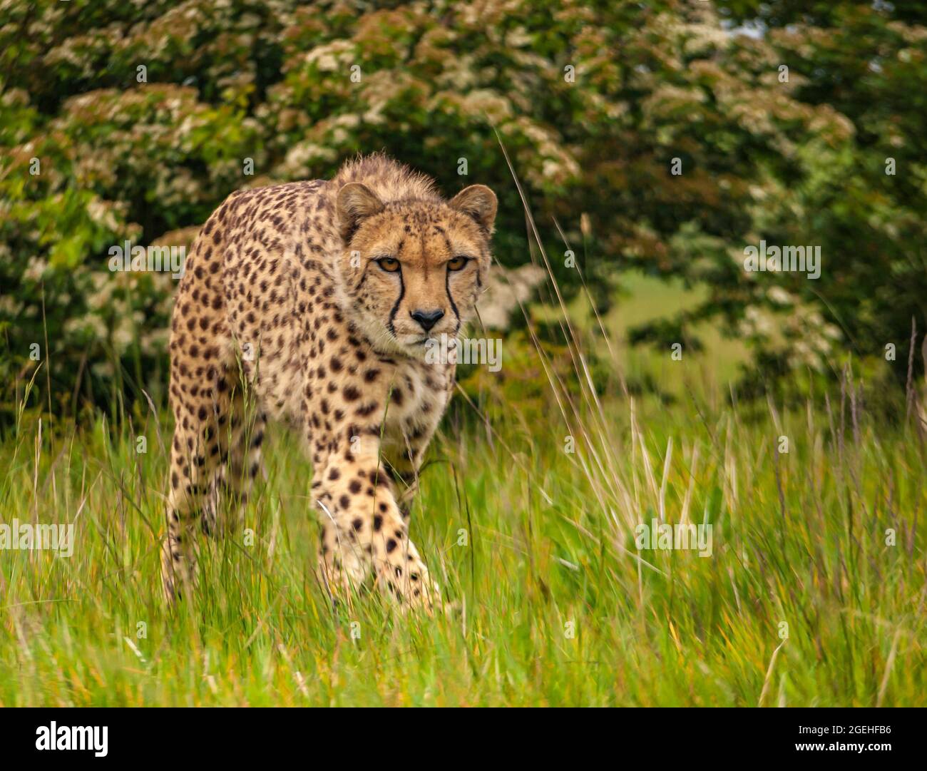 Ghepardo, (Acinonyx jubatus), gatto selvatico a piedi. Mammifero più veloce  sulla terra Foto stock - Alamy