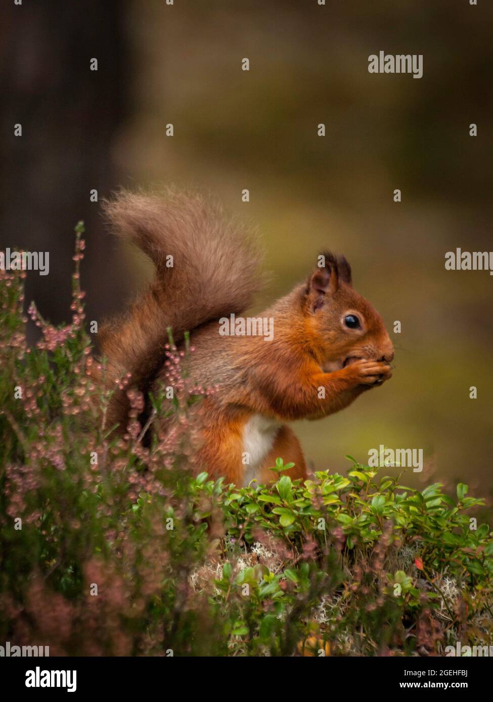Rosso Squirrel mangiare una nocciola in erica contro uno sfondo autunno nella foresta , Highlands di Scozia, Regno Unito. Foto Stock