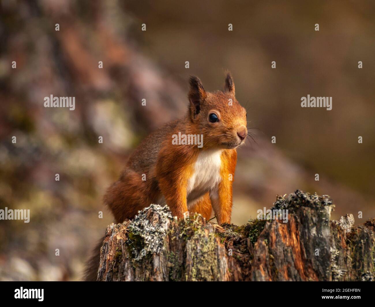 Primo piano di uno scoiattolo rosso (Sciurus vulgaris) arroccato su un ceppo di albero. Foto Stock