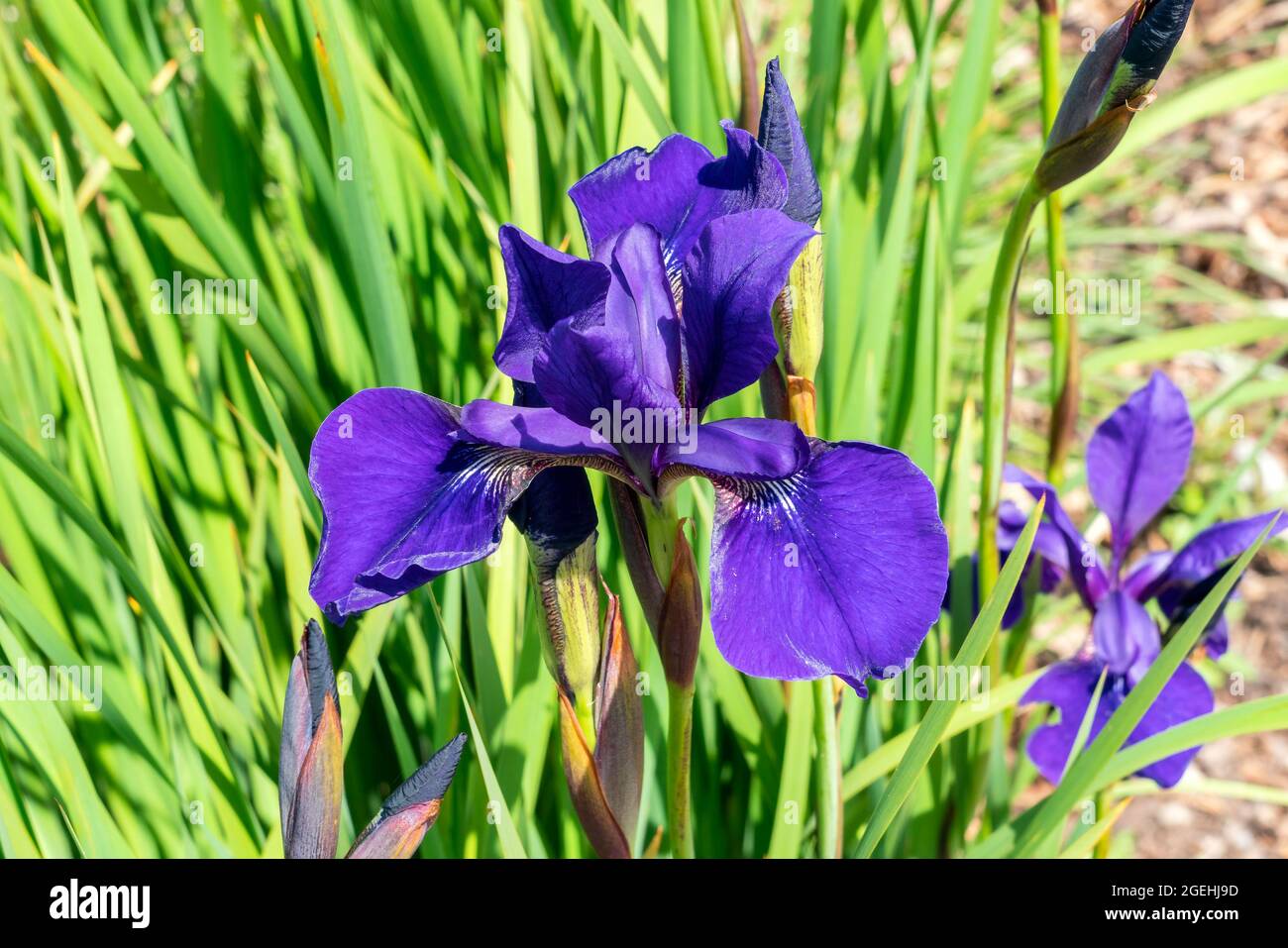 Iris sibirica 'Caesars Brother' una pianta fiorente estiva con un fiore viola estivo comunemente noto come bandiera siberiana, foto d'inventario Foto Stock