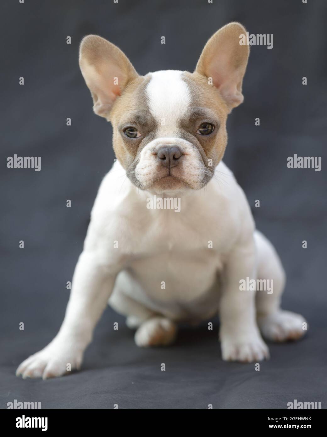 8 settimane-Tan vecchia pied Frenchie cucciolo femmina isolato su sfondo grigio. Foto Stock