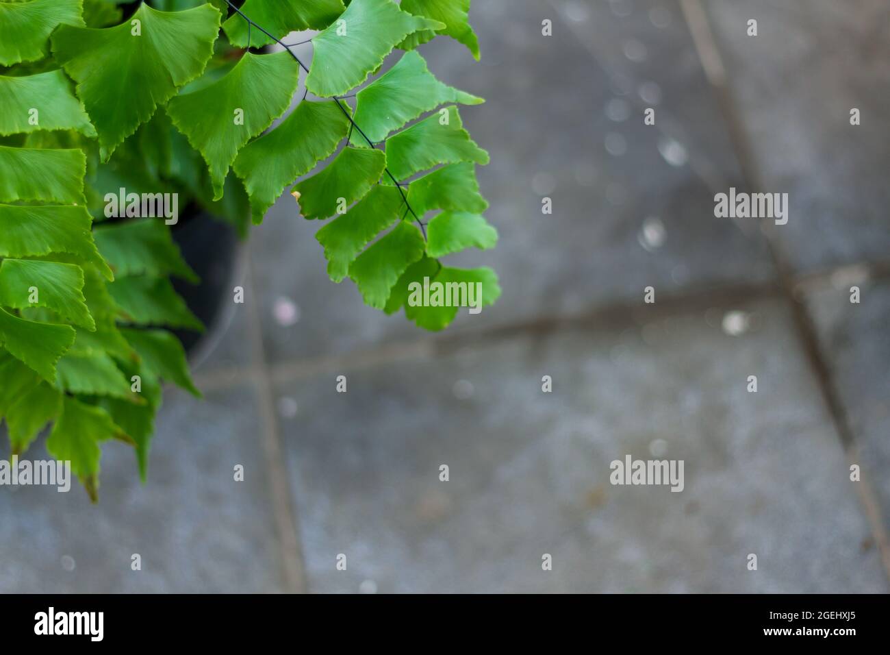 Foglie di suplir a foglia larga, radianum adipico, all'angolo di un giardino interno Foto Stock