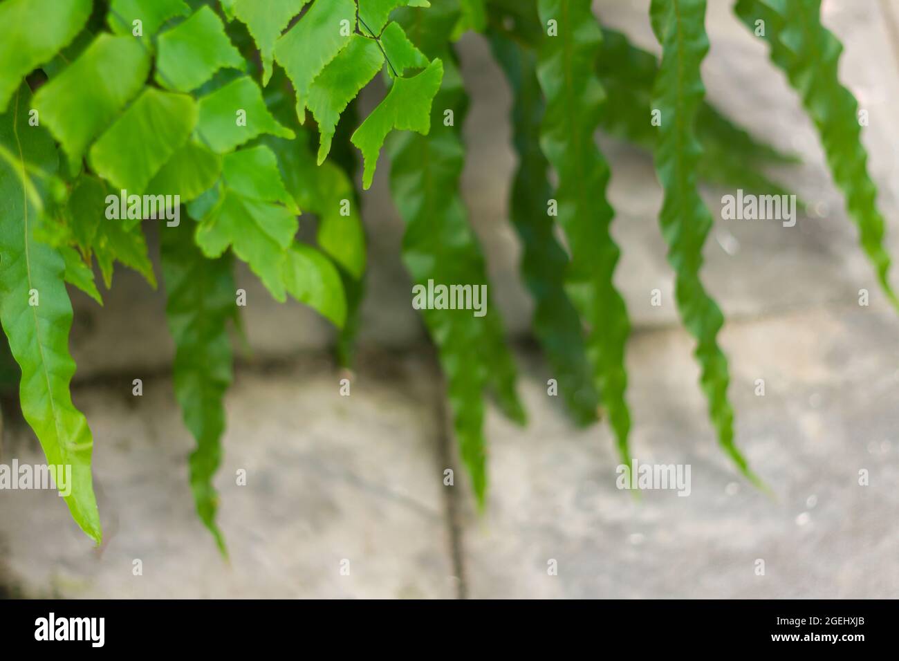 Foglie di suplir a foglia larga, radianum aditico, mescolato con felci verdi nell'angolo del giardino crescono in pentole Foto Stock