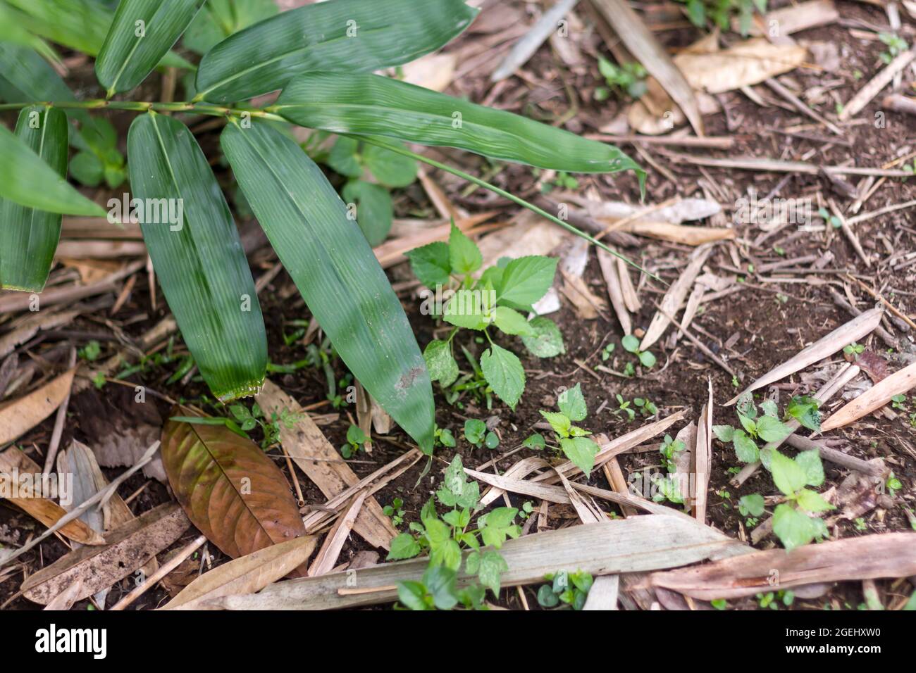Le punte delle foglie di bambù sono verdi con un fondo di suolo marrone Foto Stock