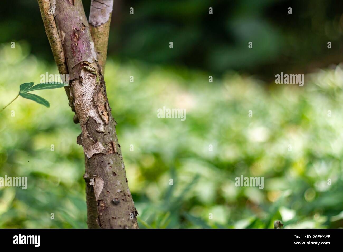 Vecchi steli di manioca che sono morti e che iniziano a marcire sono marrone scuro Foto Stock