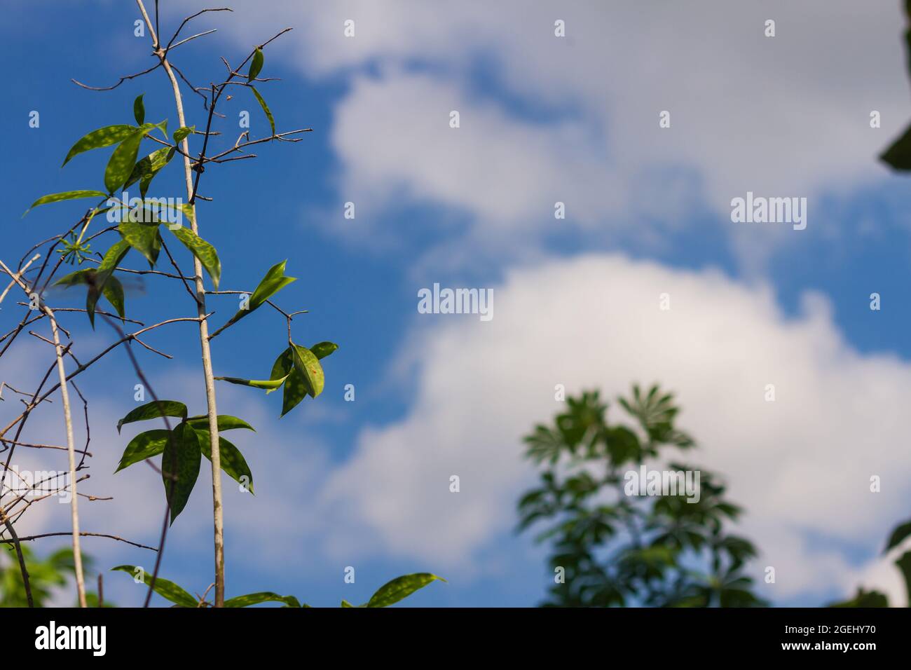 Arbusti verdi con steli marroni su sfondo azzurro cielo Foto Stock