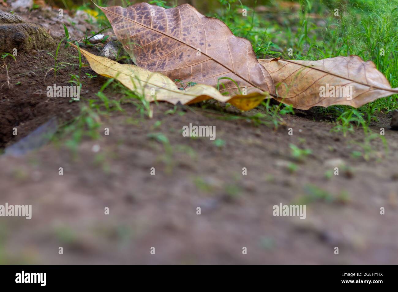 Tabebuia foglie che cadono dall'albero cadono a terra vicino all'erba Foto Stock