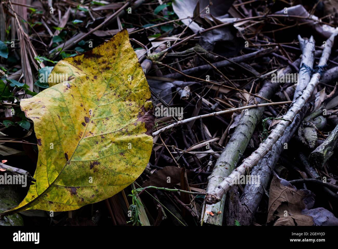 Le foglie dell'albero di teak che sono caduti dai rami sono giallastre nel colore, la consistenza è larga e ruvida Foto Stock
