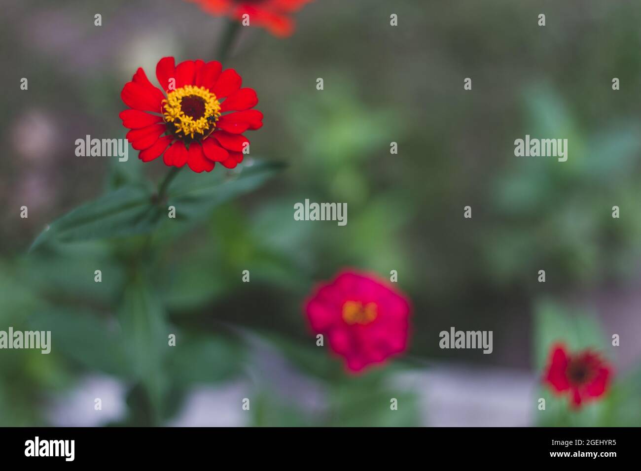 fiore di carta (zinnia) con fiori rossi e rosa in fiore con piscelli gialli Foto Stock