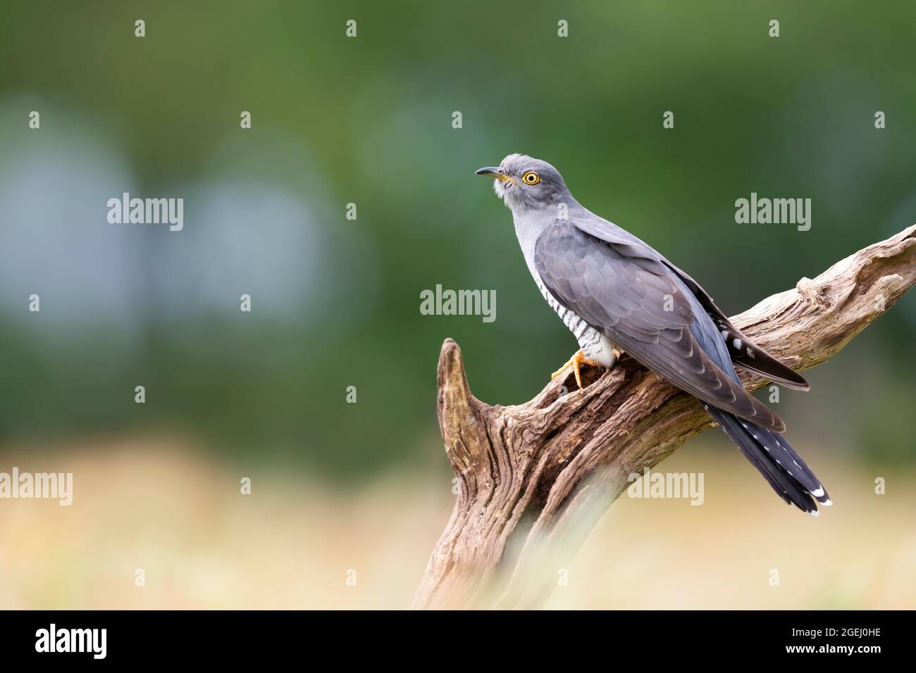 Primo piano di un cucù comune arroccato su una filiale di alberi, Regno Unito. Foto Stock