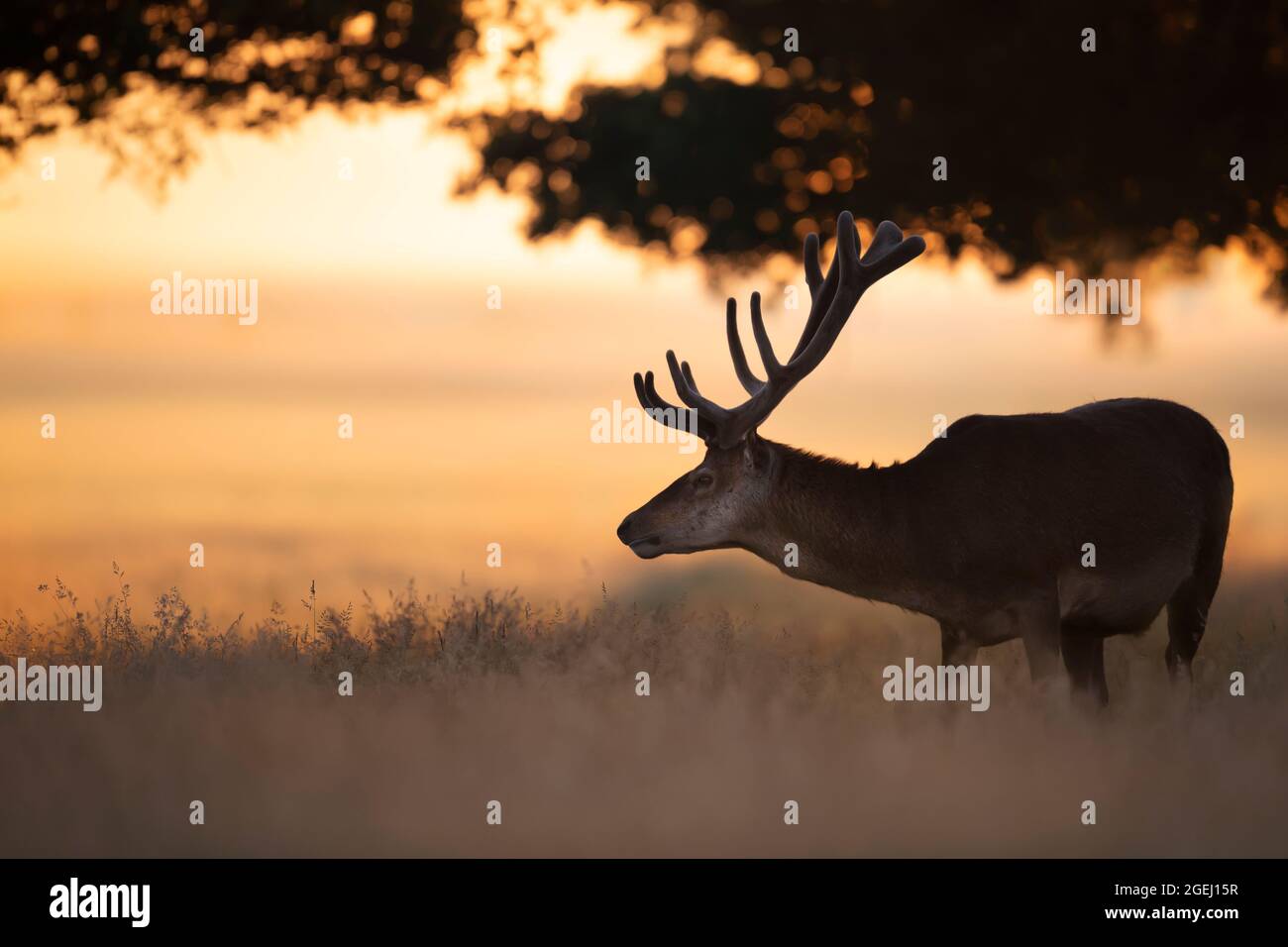 Cervi rossi stag all'alba in estate, Regno Unito. Foto Stock