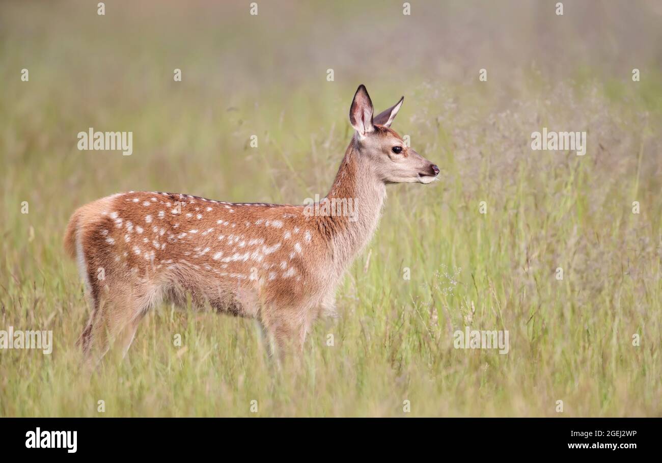 Primo piano di un vitello di cervo rosso in piedi nel prato in estate, Regno Unito. Foto Stock