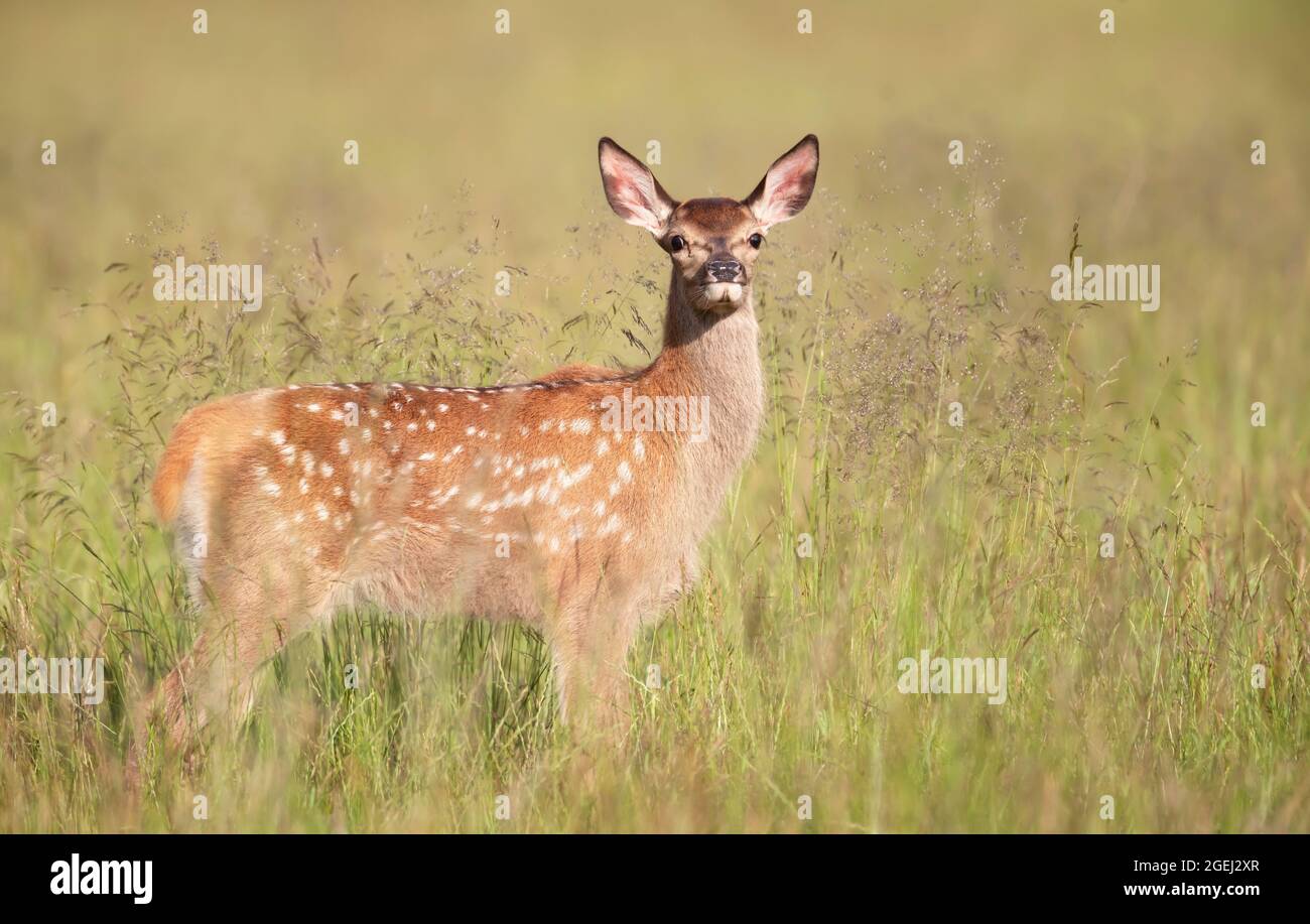 Primo piano di un vitello di cervo rosso in piedi nel prato in estate, Regno Unito. Foto Stock