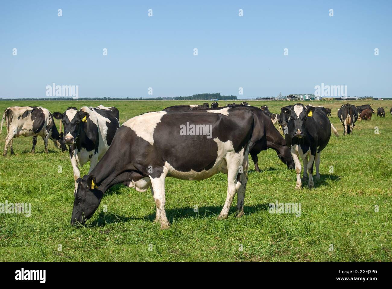 Il frisone vacche da latte in campo, vicino a Ashburton, Canterbury, Nuova Zelanda Foto Stock