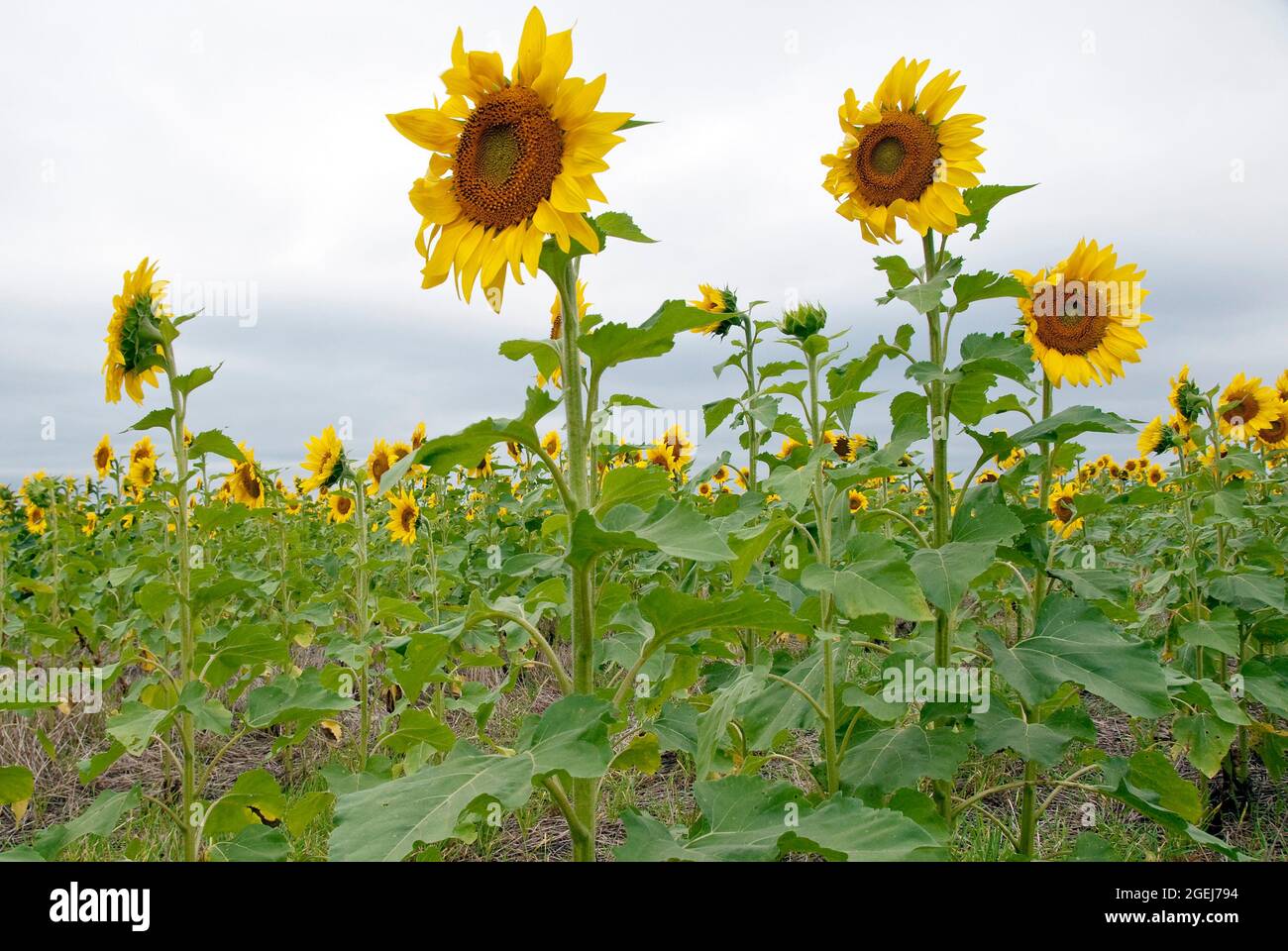 Girasoli, Contea di Sumner, Kansas, Stati Uniti Foto Stock
