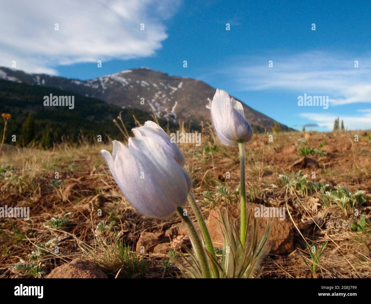 American Pasque Flowers, Pulsatilla patens, Mount Ouray, San Isabel National Forest, Colorado, USA Foto Stock