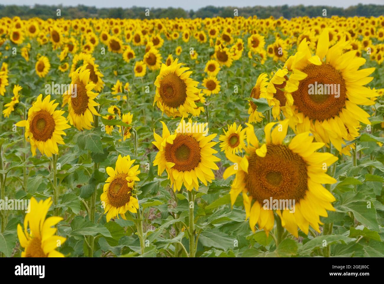 Girasoli - Kansas state Flower Foto Stock