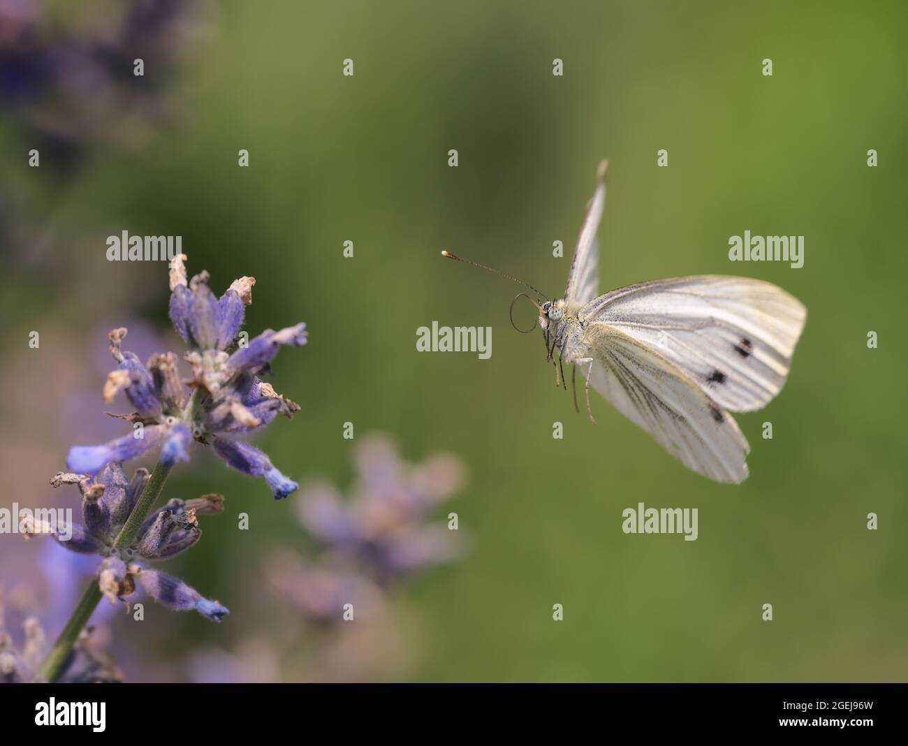 Farfalla in volo, farfalla bianca che vola di fronte a Lavender, Pieris napi Foto Stock