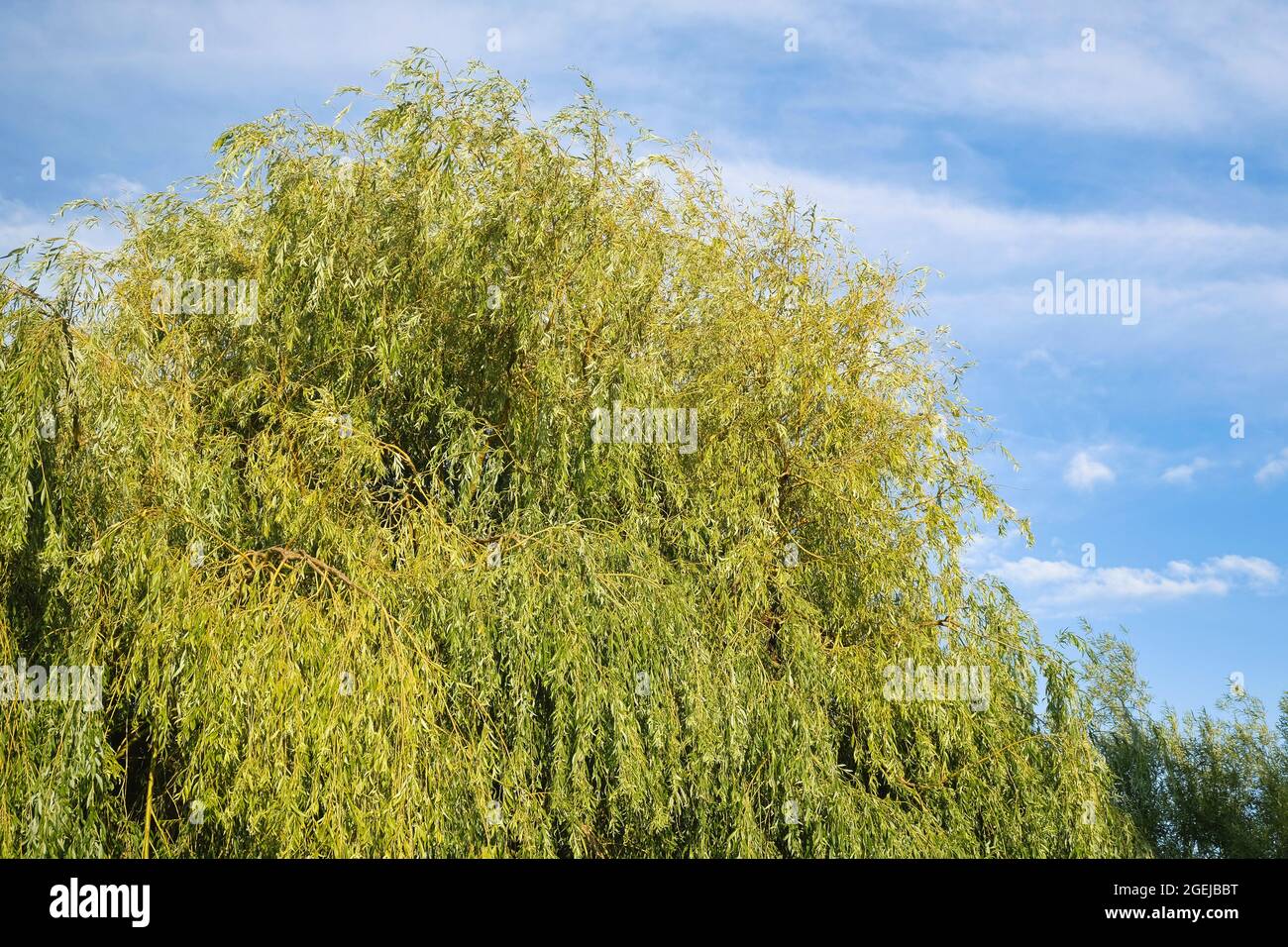 Albero di salice piangente (Salix Babylonica) a fine estate Foto Stock