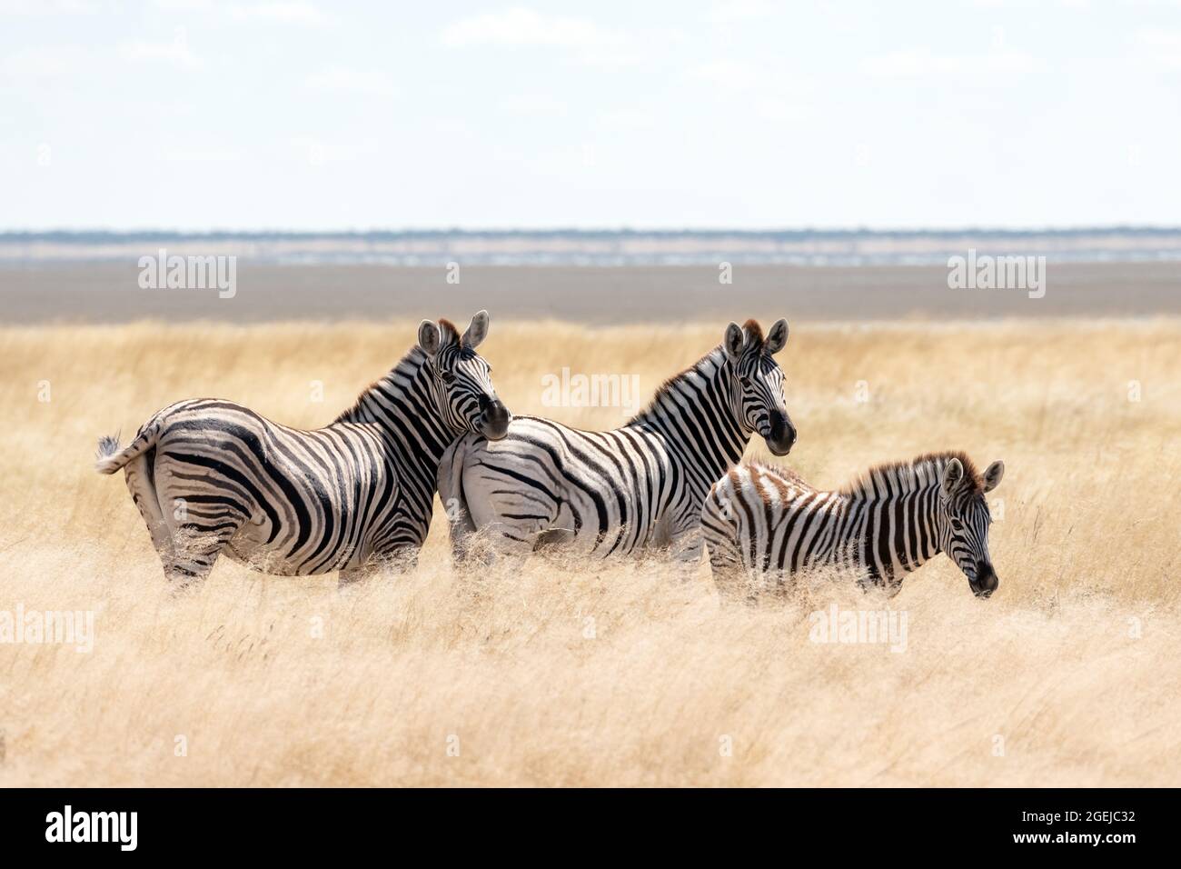 Famiglia zebra delle pianure africane sulle praterie di savana bruna asciutto che naviga e pascolano. Fotografia di fauna selvatica Foto Stock