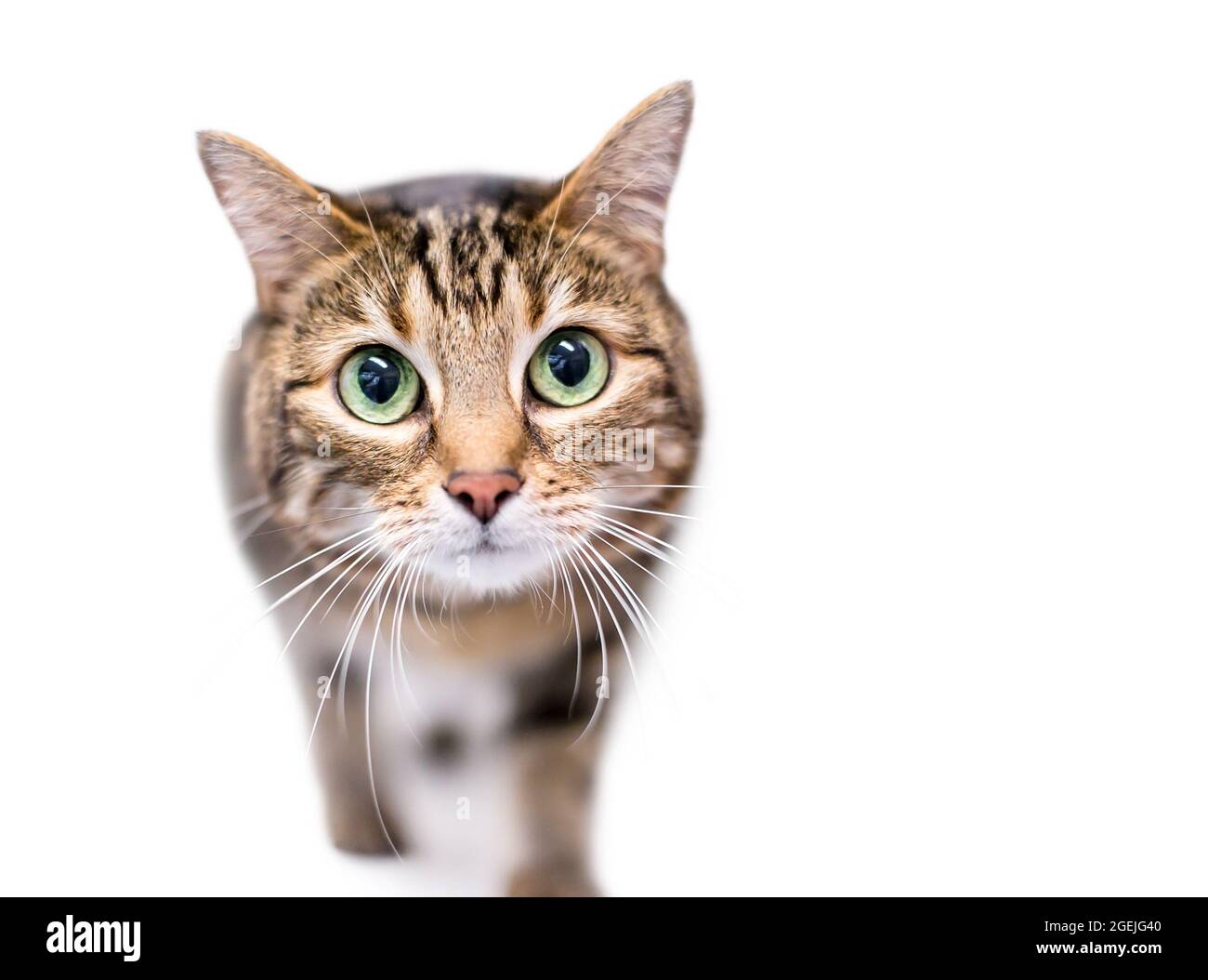 Un gatto di shorthair di tabby carino con gli occhi verdi enormi ed un'espressione larga degli occhi Foto Stock