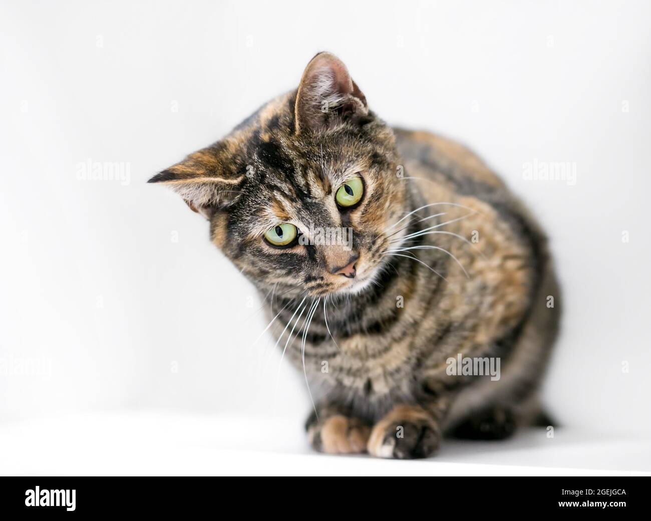 Un gatto shorthair con tortoiseshell patch tabby marcature accovacciamento e guardando verso il basso Foto Stock