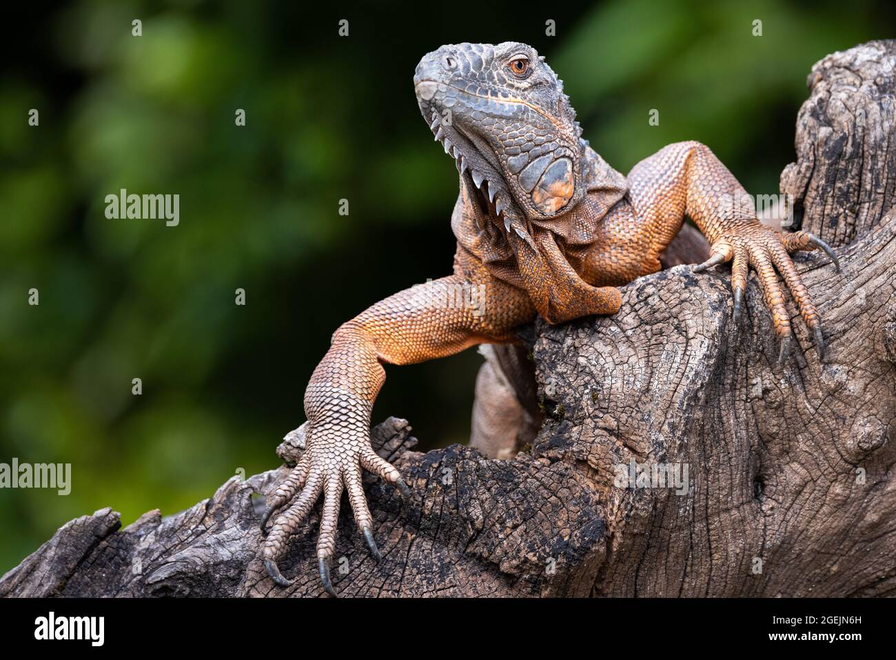 Primo piano ritratto anteriore di un'iguana verde con pelle arancione che sale su un tronco di albero Foto Stock
