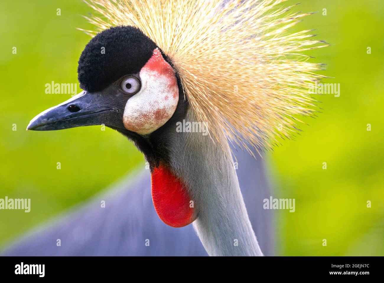 Primo piano ritratto di una colorata gru grigia a corona che guarda lateralmente Foto Stock