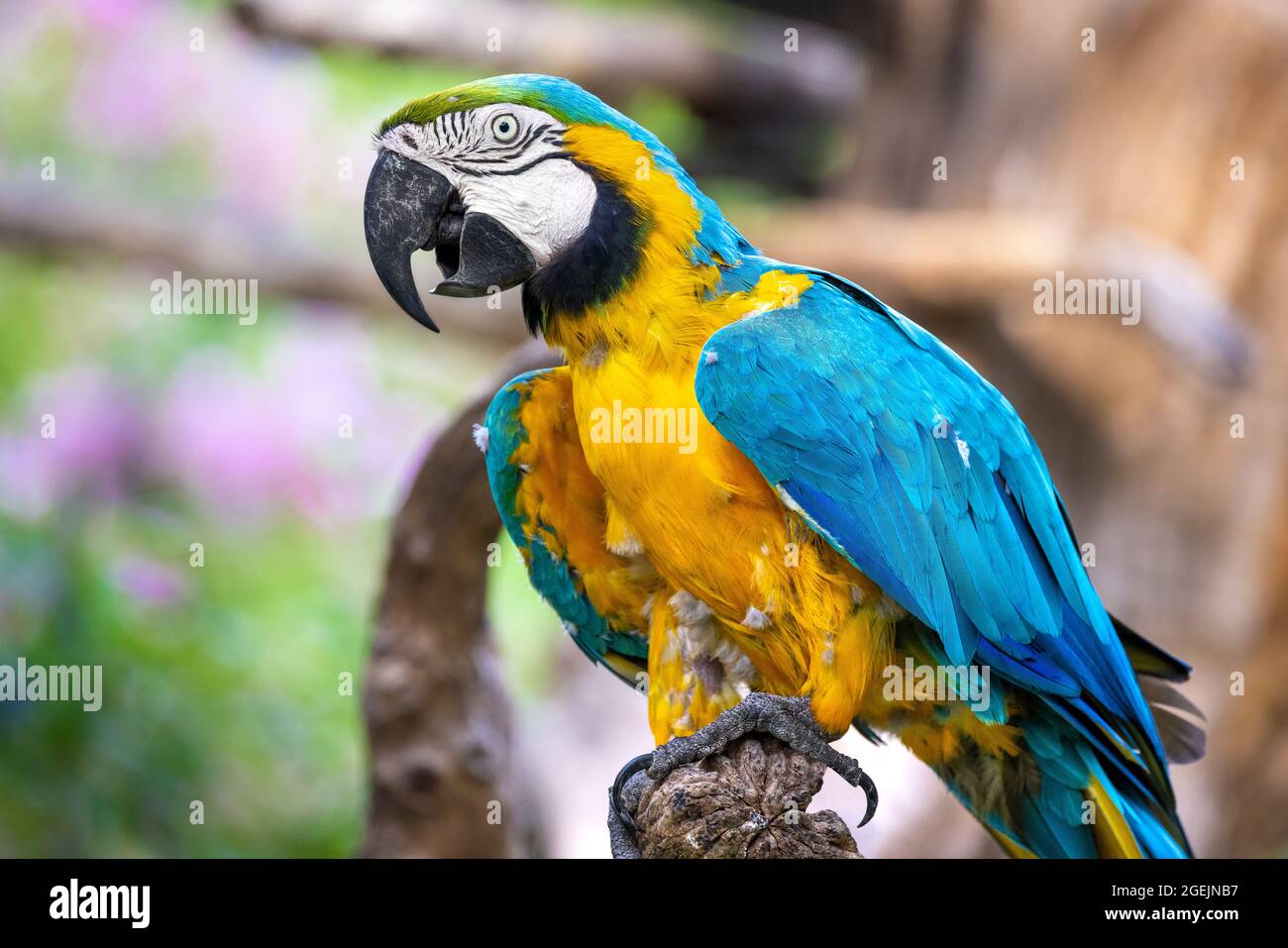 Primo piano ritratto profilo di un colorato pappagallo macaw blu e giallo, su sfondo bokeh Foto Stock