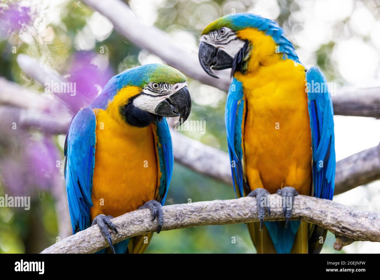 Due colorati macaws gialli e blu appollaiano sullo stesso ramo e si guardano l'un l'altro su uno sfondo bokeh Foto Stock