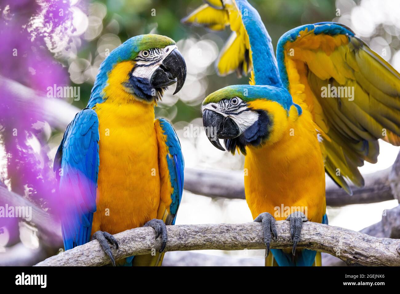 Ritratto di due colorati macaws gialli e blu, uno dei quali è fiuttering, arroccato su un ramo, su uno sfondo bokeh Foto Stock