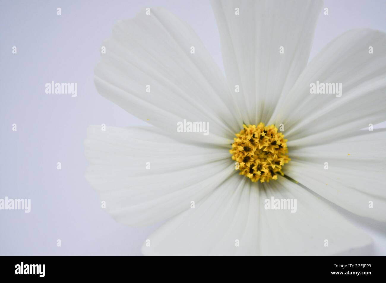 Fiore bianco del cosmo (Cosmos bipinnatus) su sfondo bianco Foto Stock