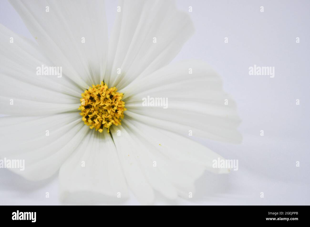 Fiore bianco del cosmo (Cosmos bipinnatus) su sfondo bianco Foto Stock