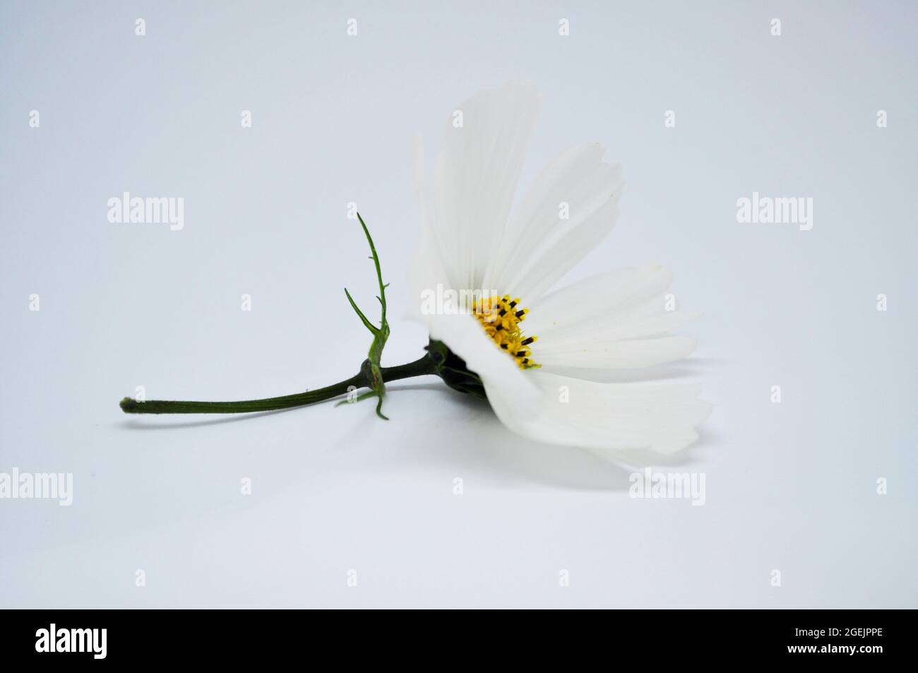 Fiore bianco del cosmo (Cosmos bipinnatus) su sfondo bianco Foto Stock
