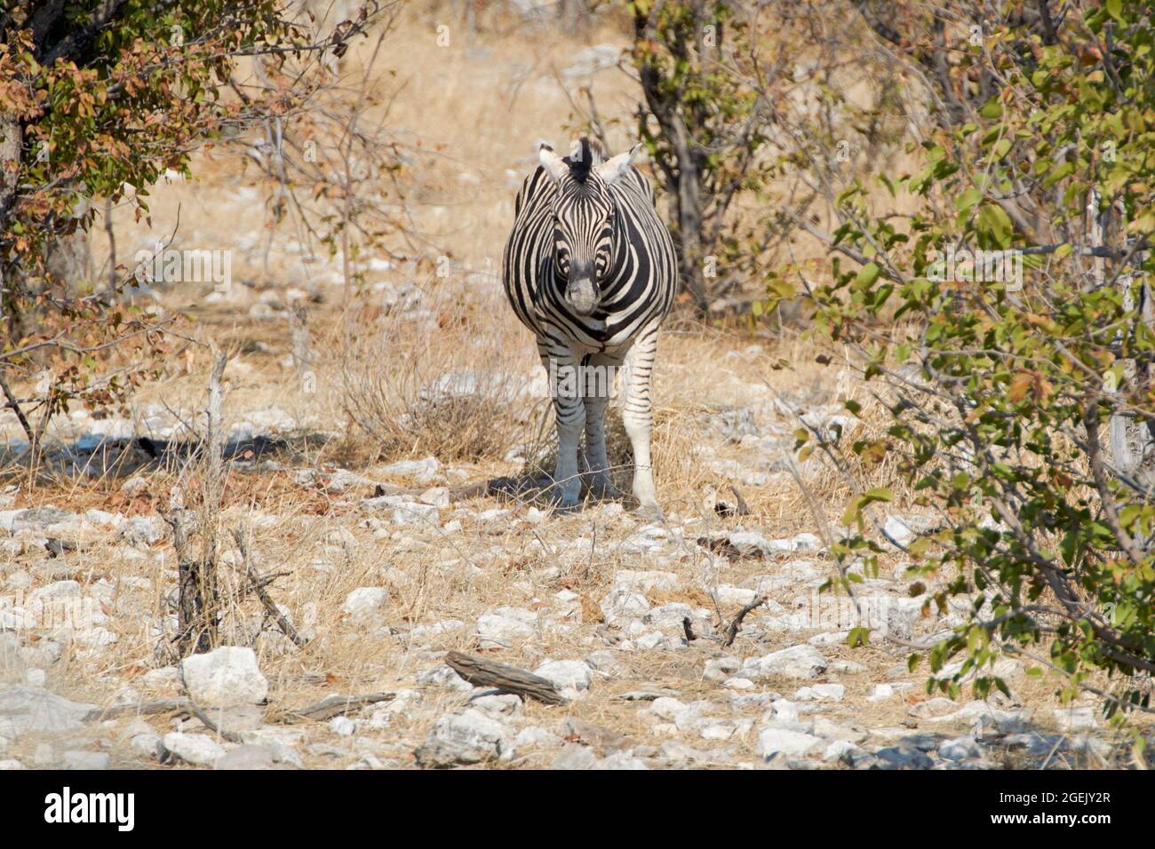 Pianure zebra (Equus quagga burchellii) Zebra di Burchell al parco nazionale di Etosha, Namibia, Africa. Foto Stock