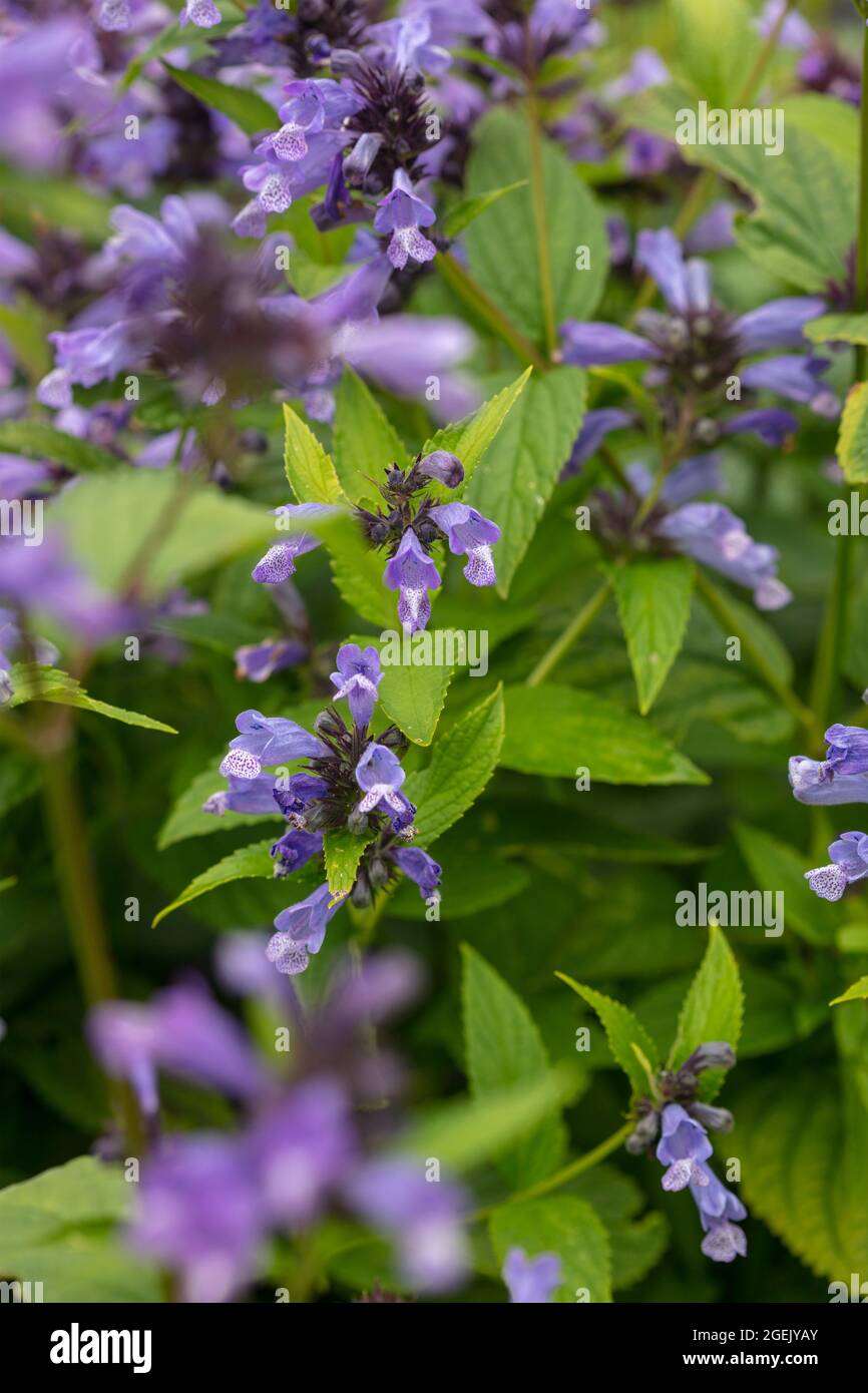 Pretty Nepeta Subsessilis Washfield in fiore pieno, glorioso ritratto naturale di piante Foto Stock